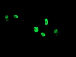 TLE1 / TLE 1 Antibody (aa180-460, clone OTI1F9)