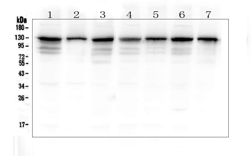 ANO1 / DOG1 / TMEM16A Antibody
