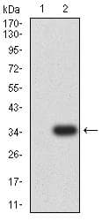 TNFRSF12A / TWEAK Receptor Antibody (clone 5C9B4)