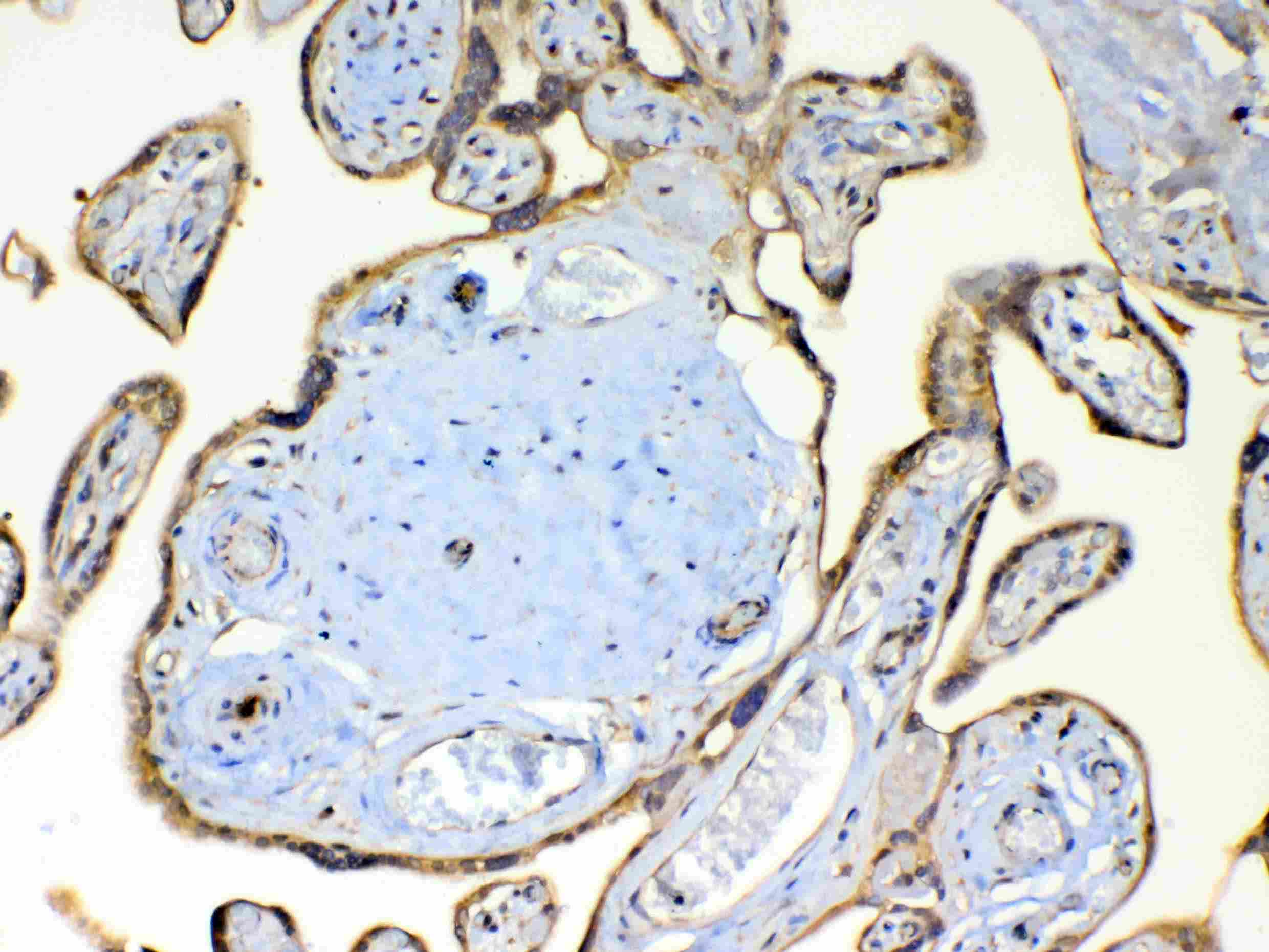 Polyclonal Rabbit anti-Human TSPAN12 Antibody (IHC, WB)