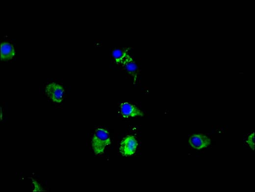 Polyclonal Rabbit anti-Human CPEB2 Antibody (IF)
