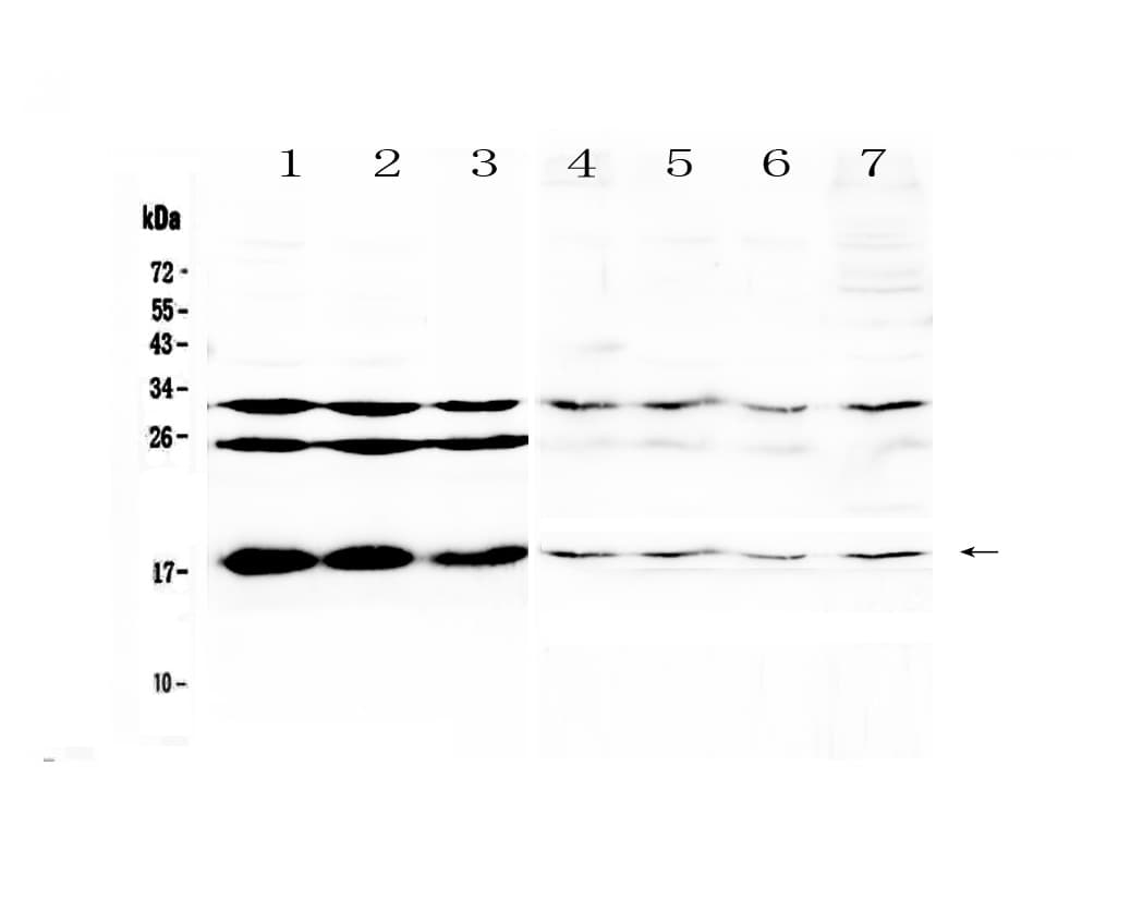 TSLP Antibody