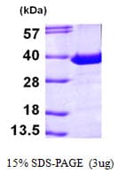 Human PITPNA Protein (Recombinant His)