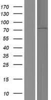 RASGRP4 Protein (Over-Expression Lysate Myc-DDK (Flag))