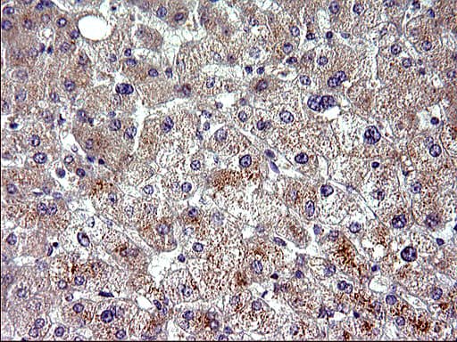 HSD17B4 Antibody (clone OTI2C9)