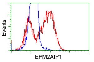 Monoclonal Mouse anti-Human EPM2AIP1 Antibody (clone OTI5G8, IF, WB)