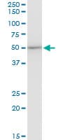 Monoclonal Mouse anti-Human EF1G / EEF1G Antibody (clone 3F11-1A10, IF, WB)