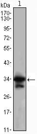 CDK1 / CDC2 Antibody (clone 8C5A6)