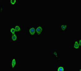 Polyclonal Rabbit anti-Human DNMT / DNMT1 Antibody (IHC, IF)
