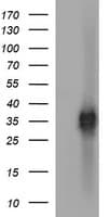 EPCAM Antibody (clone OTI1H9)