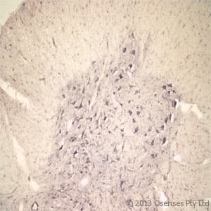 Polyclonal Rabbit anti-Rat SORT1 / Sortilin Antibody (N-Terminus, IHC, WB)