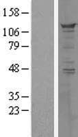 PPFIBP1 Protein (Over-Expression Lysate Myc-DDK (Flag))