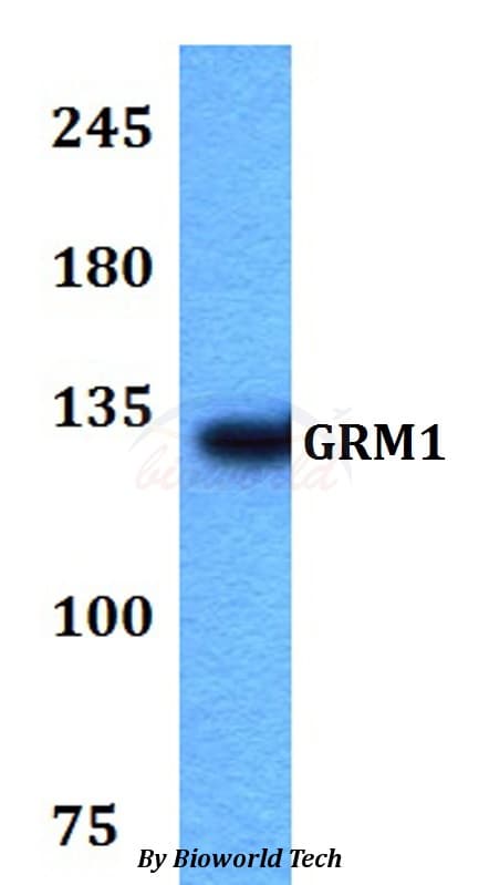 GRM1 / MGLUR1 Antibody