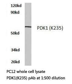 PDPK1 / PDK1 Antibody (Lys235)