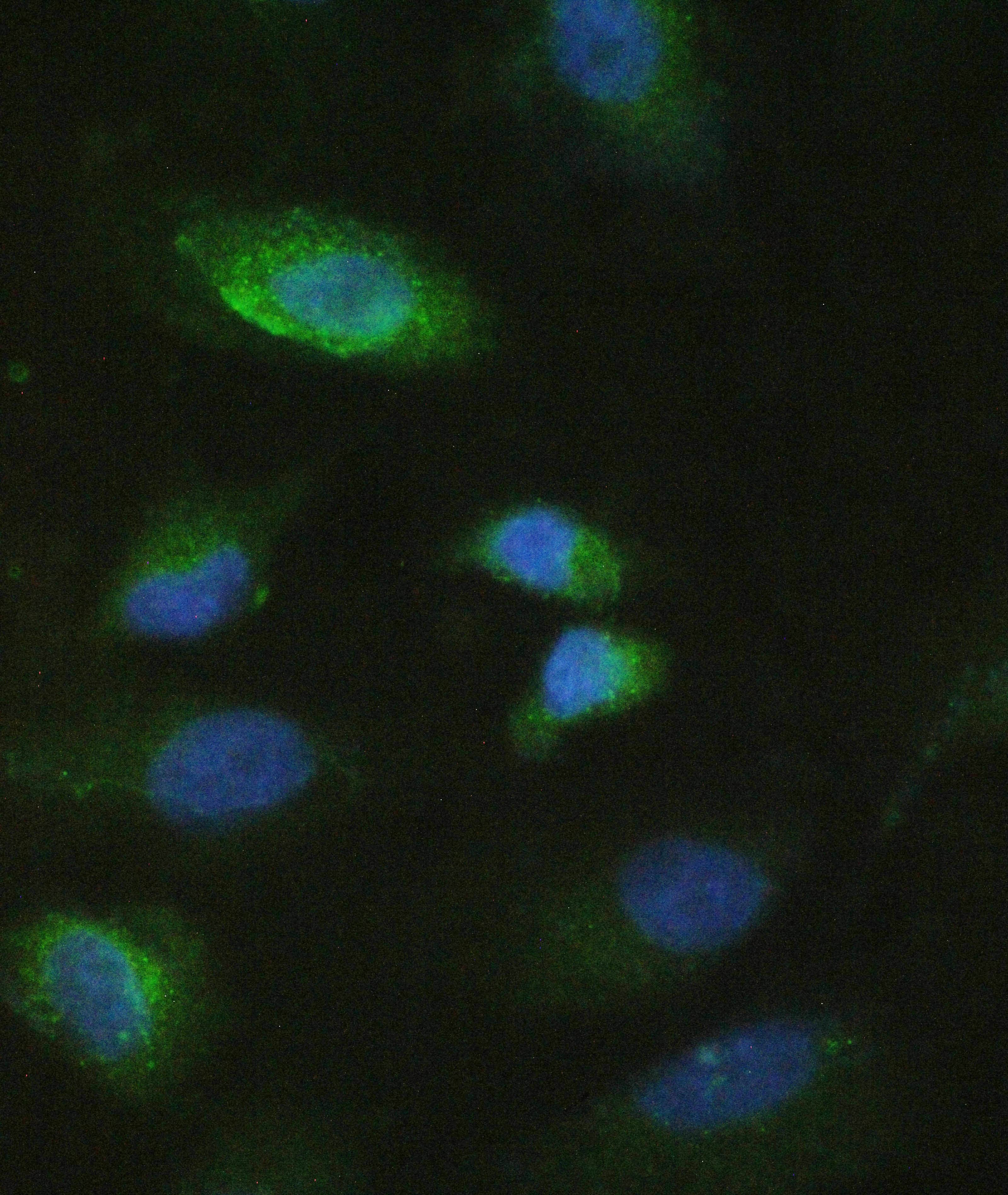 MMP10 Antibody