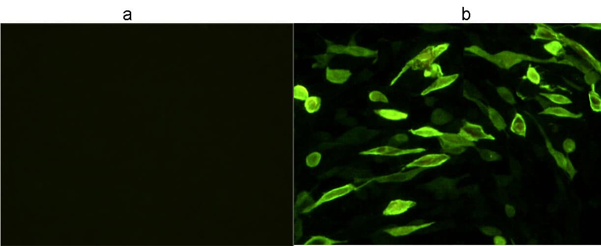 V5 Tag Antibody (HiLyte Fluor 488)