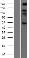 ADAMTS6 Protein (Over-Expression Lysate Myc-DDK (Flag))