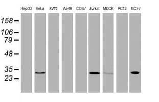 NABP2 Antibody (clone OTI1E11, Carrier-free)