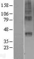 GIPR / GIP Receptor Protein (Over-Expression Lysate Myc-DDK (Flag))