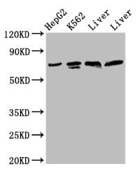 Polyclonal Rabbit anti-Human PANX2 / Pannexin 2 Antibody (IHC, IF, WB)
