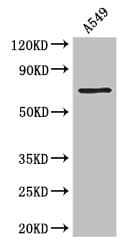F2 / Prothrombin / Thrombin Antibody