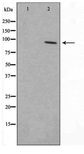 SENP5 Antibody