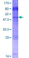 Human IMPA2 Protein (Recombinant GST)