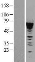 CACNB1 Protein (Over-Expression Lysate Myc-DDK (Flag))