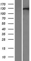 XPO6 Protein (Over-Expression Lysate Myc-DDK (Flag))