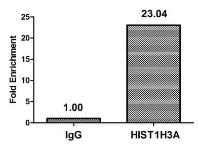Polyclonal Rabbit anti-Human HIST1H3A Antibody (phospho-Thr80, IF)