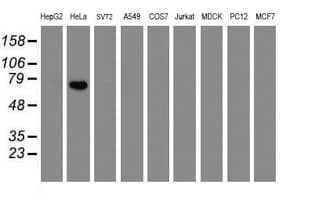 FBXO42 / JFK Antibody (clone OTI2G7)