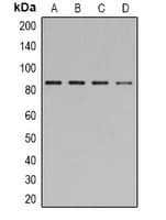 STAT1 Antibody (C-Terminus)