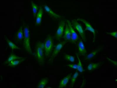 NLGN4X / KIAA1260 Antibody