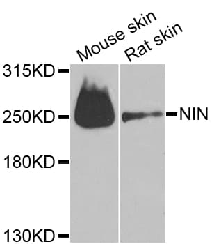NIN / Ninein Antibody