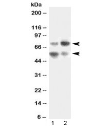 VNN1 Antibody