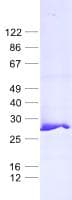 Human MRPL24 Protein (Recombinant His, N-Terminal)