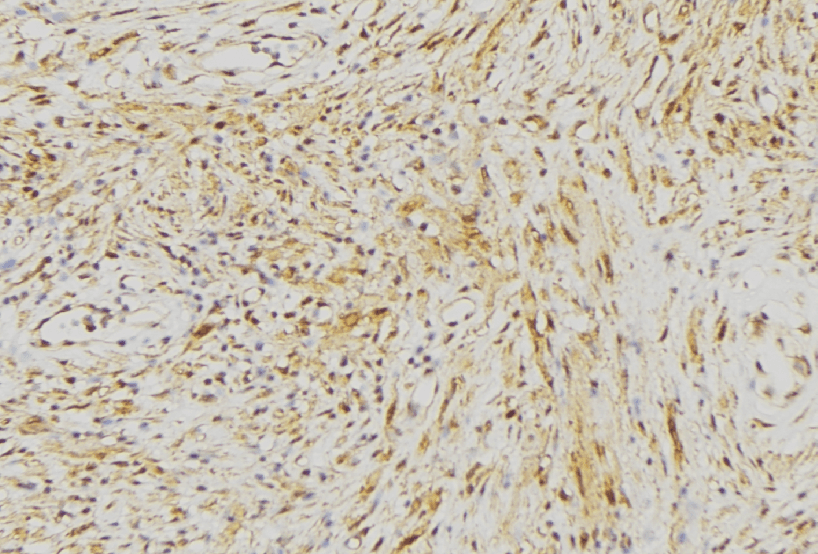 NLRX1 Antibody