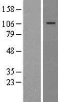 WWP1 Protein (Over-Expression Lysate Myc-DDK (Flag))