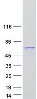 Human ULK3 Protein (Recombinant Myc-DDK (Flag))