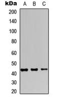 JUNB / JUN-B Antibody (C-Terminus)