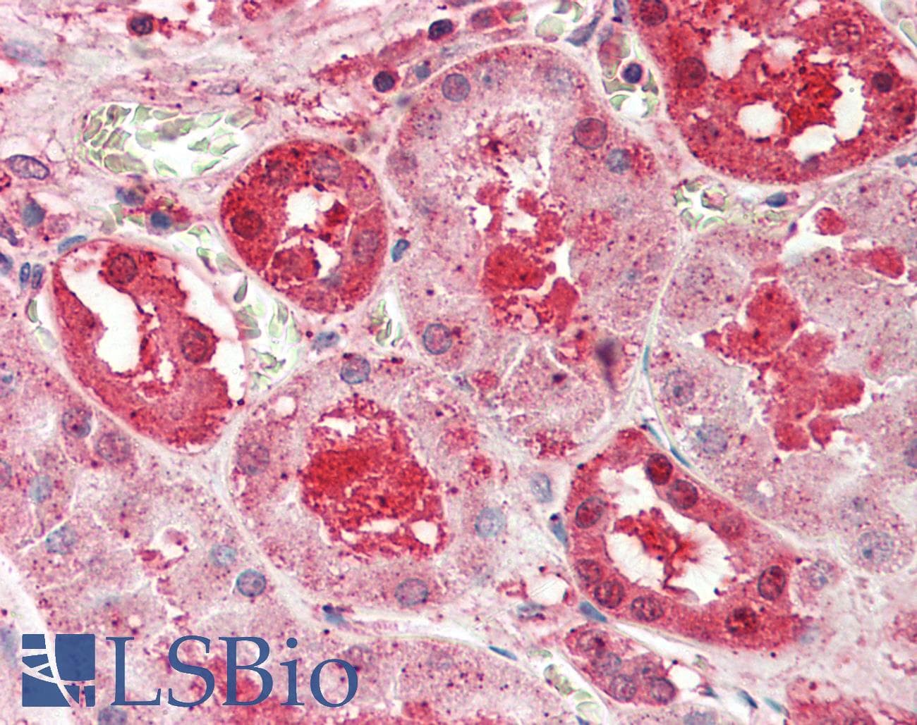 SLC14A1 / JK Antibody (aa119-168)