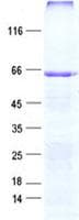 Human NOS1AP / CAPON Protein (Recombinant His, N-Terminal)