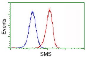 SMS / Spermine Synthase Antibody (clone OTI3A8, Carrier-free)