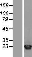 ARF1 Protein (Over-Expression Lysate Myc-DDK (Flag))