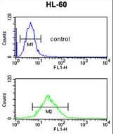 DEC-205 / CD205 / LY75 Antibody (aa646-675)