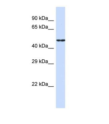 CDH19 / Cadherin 19 Antibody (aa371-420, FITC)