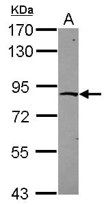ZNF226 Antibody (N-Terminus)