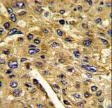 Polyclonal Rabbit anti-Human AMT Antibody (aa19-45, IHC, WB)