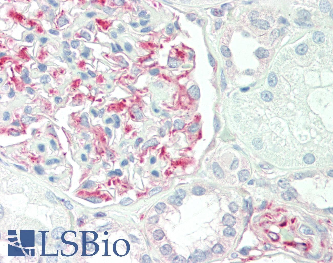 IHC-plus™ Monoclonal Mouse anti-Human CD34 Antibody (clone 132CT29.1.5, aa185-214, IHC, WB)