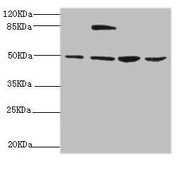 Polyclonal Rabbit anti-Human NFS1 Antibody (IHC, WB)